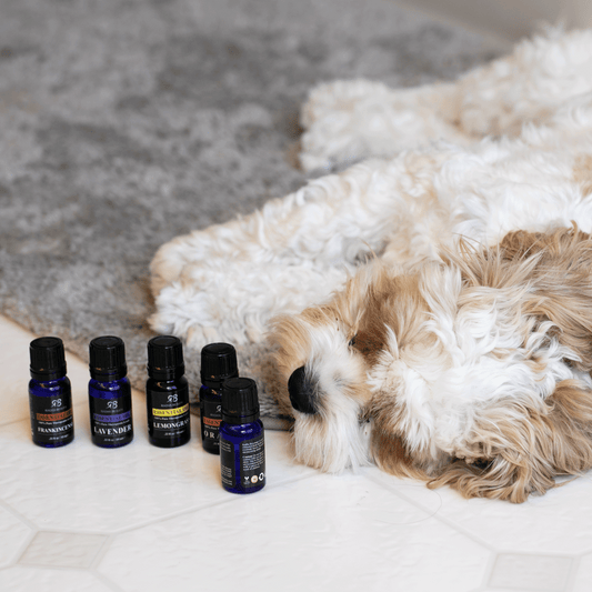 10 Dog-Friendly Ideas for Summer
