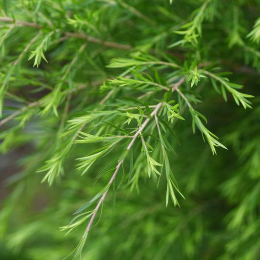 Eco-Friendly: The Best Essential Oils for Cleaning