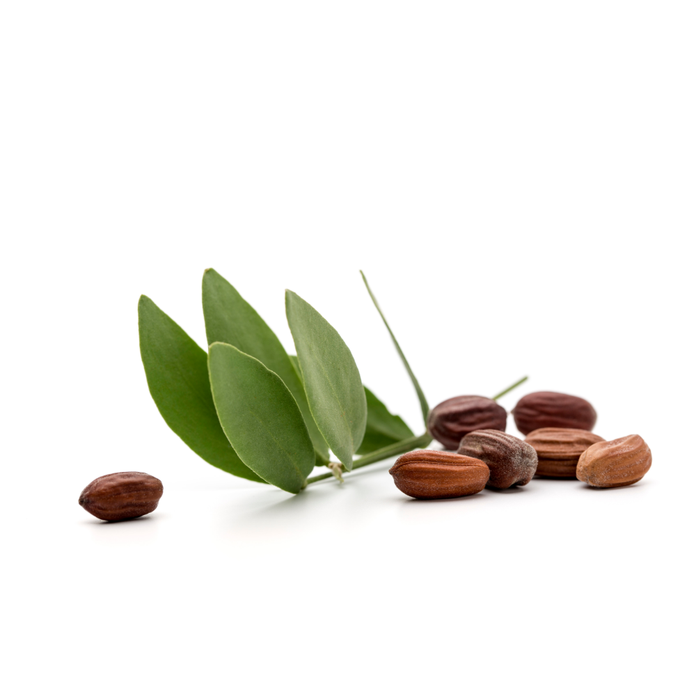 Jojoba Oil: Oil for Oily Skin