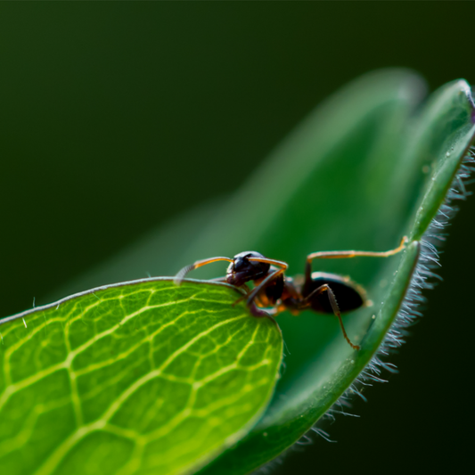 Using Essential Oils to Repel Ants
