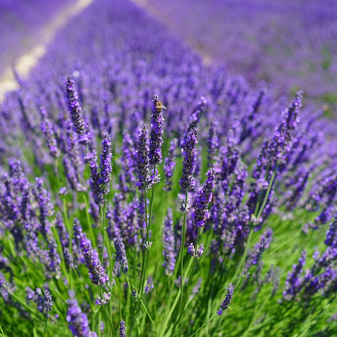 Nature's Blemish Remedies