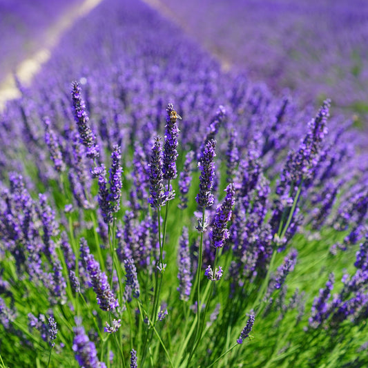 Nature's Blemish Remedies