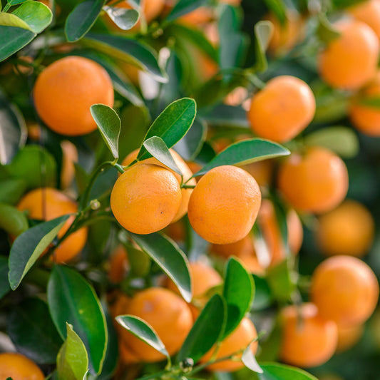 Orange Oil: Uses & Benefits