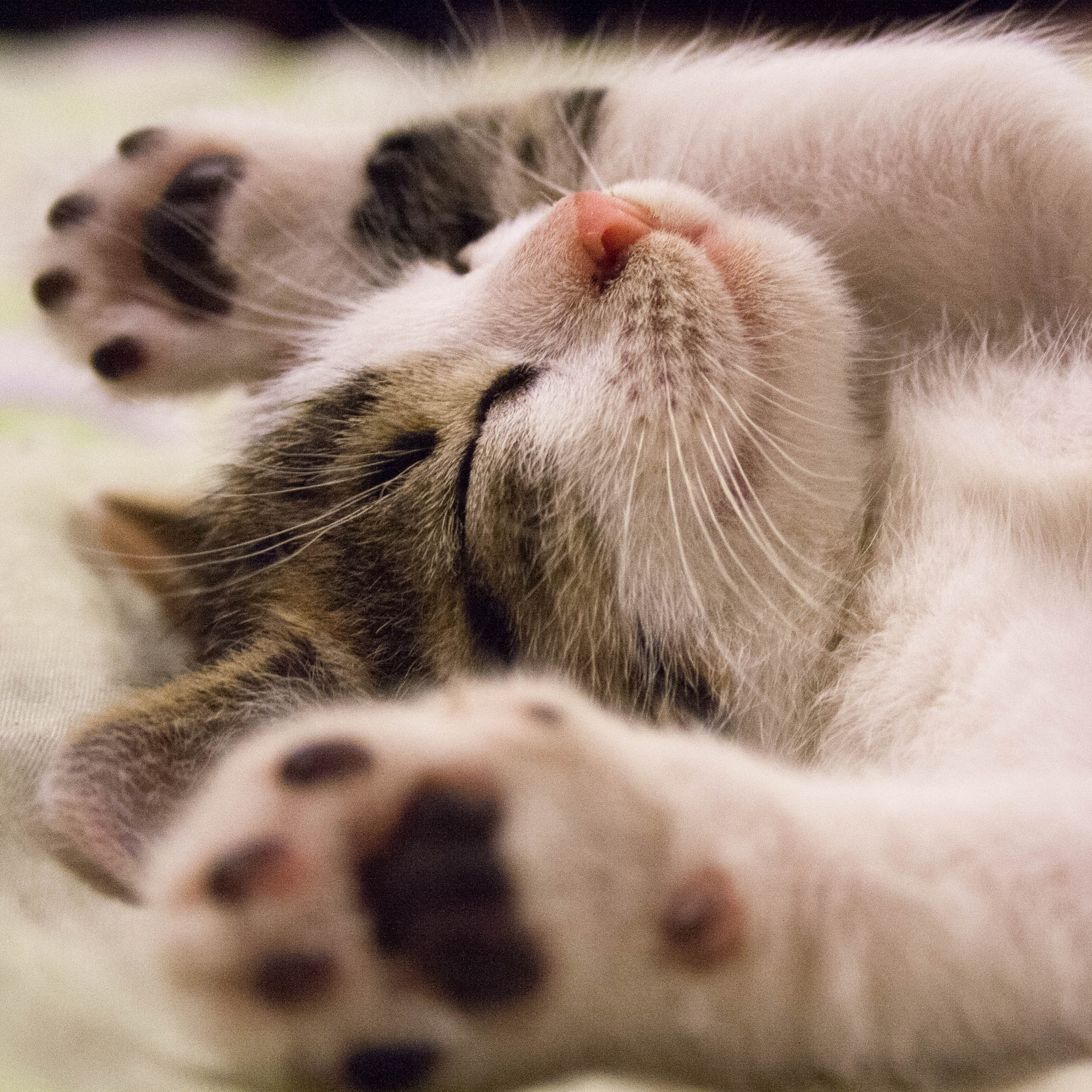 Safely Using Essential Oils with Cats