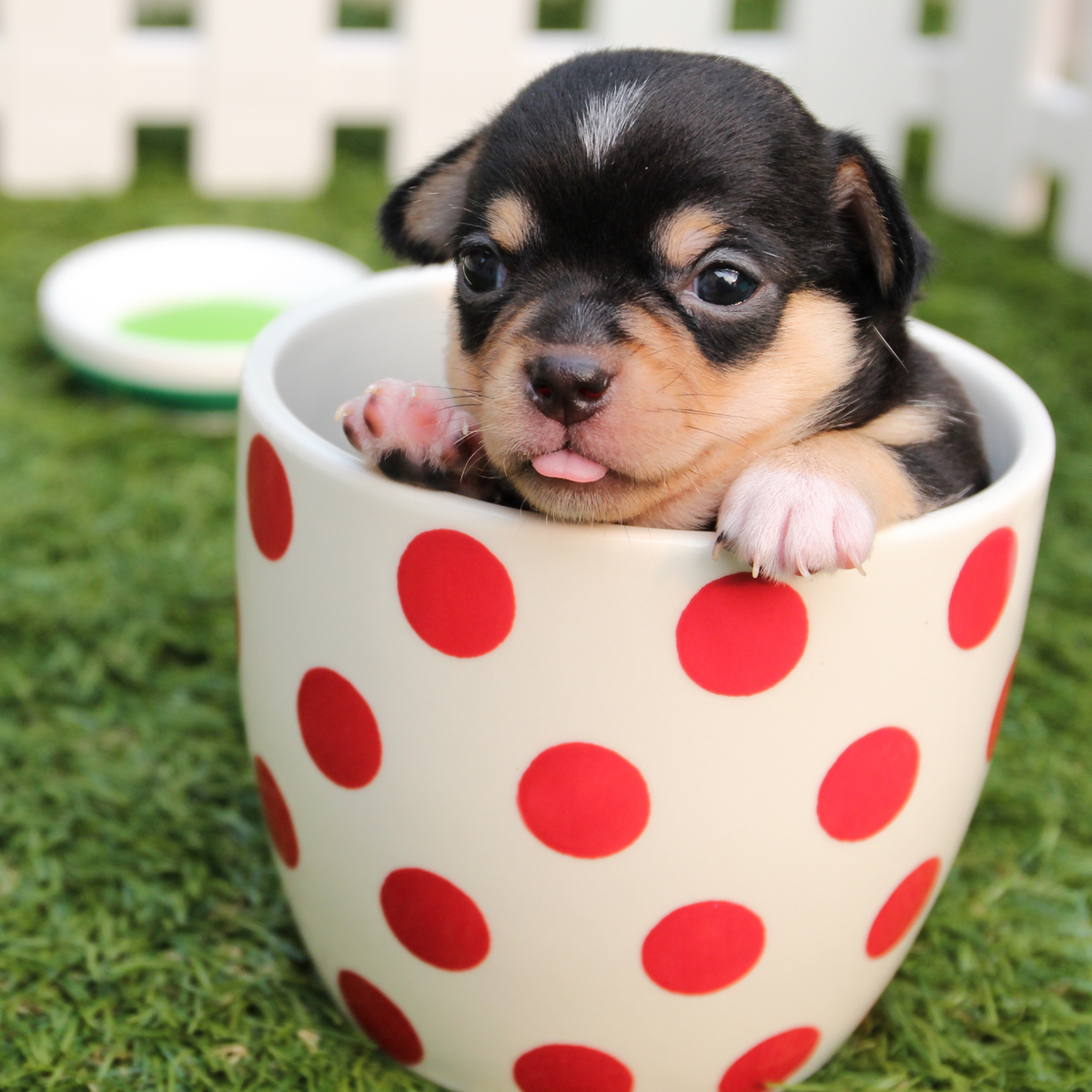 Four Ways to Use Essential Oils with Dogs – Radha Beauty