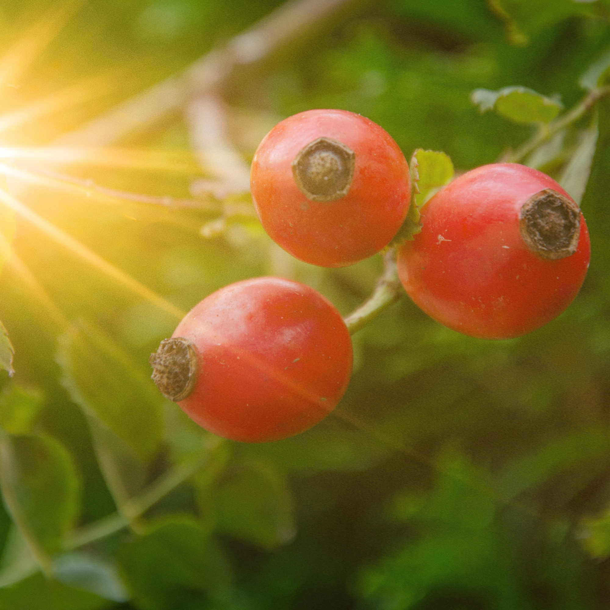 Natural Remedy: Rosehip Oil for Scars and Wrinkles