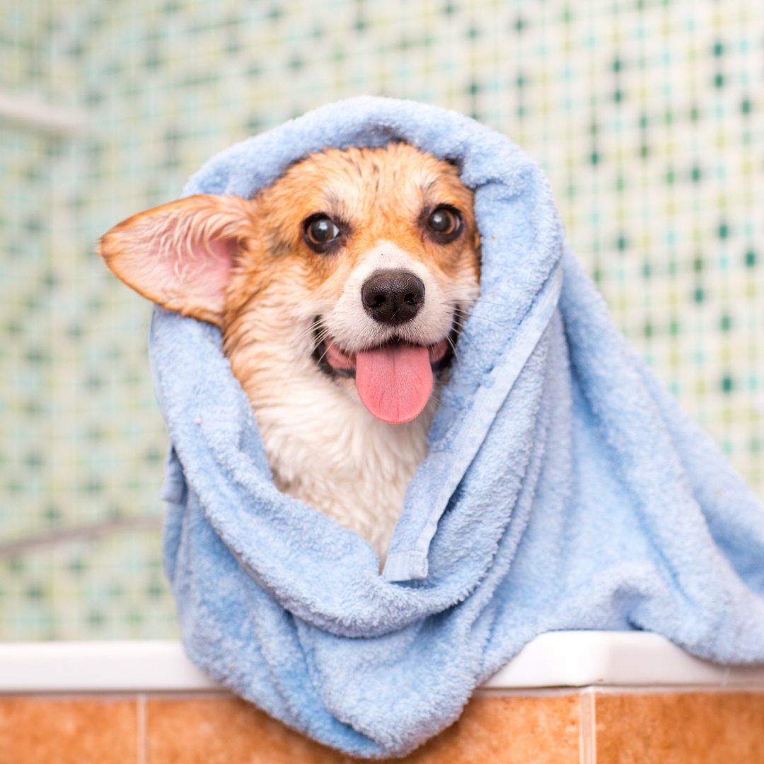 Doggie Spa Day with Essential Oils