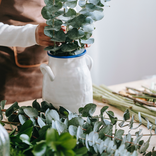 Eucalyptus Oil