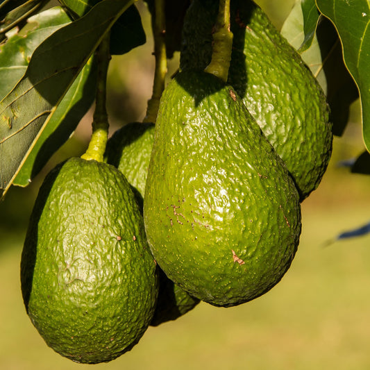 Benefits of Avocado Oil for Skincare