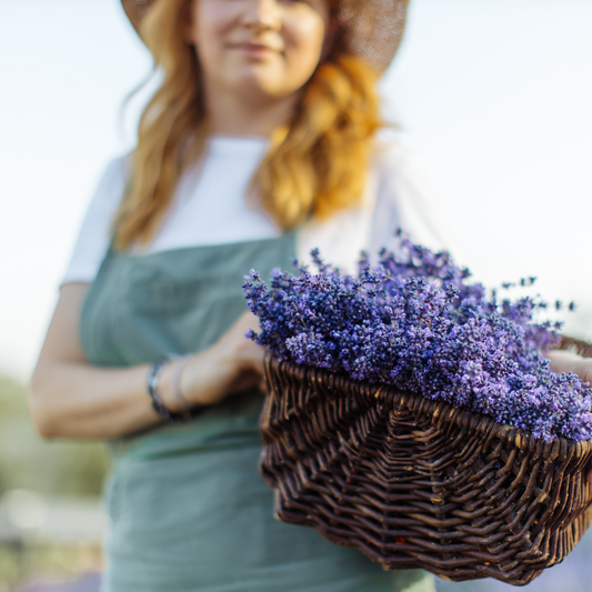 Lavender Oil