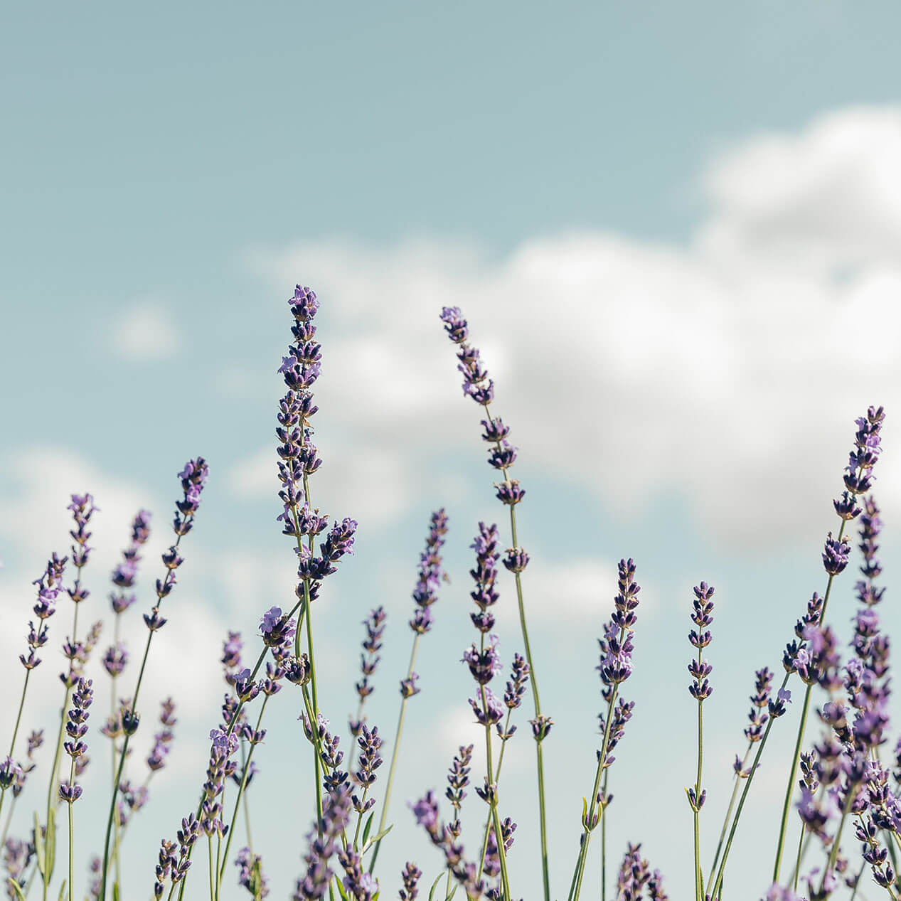 18 Amazing Lavender Essential Oil Benefits and Uses