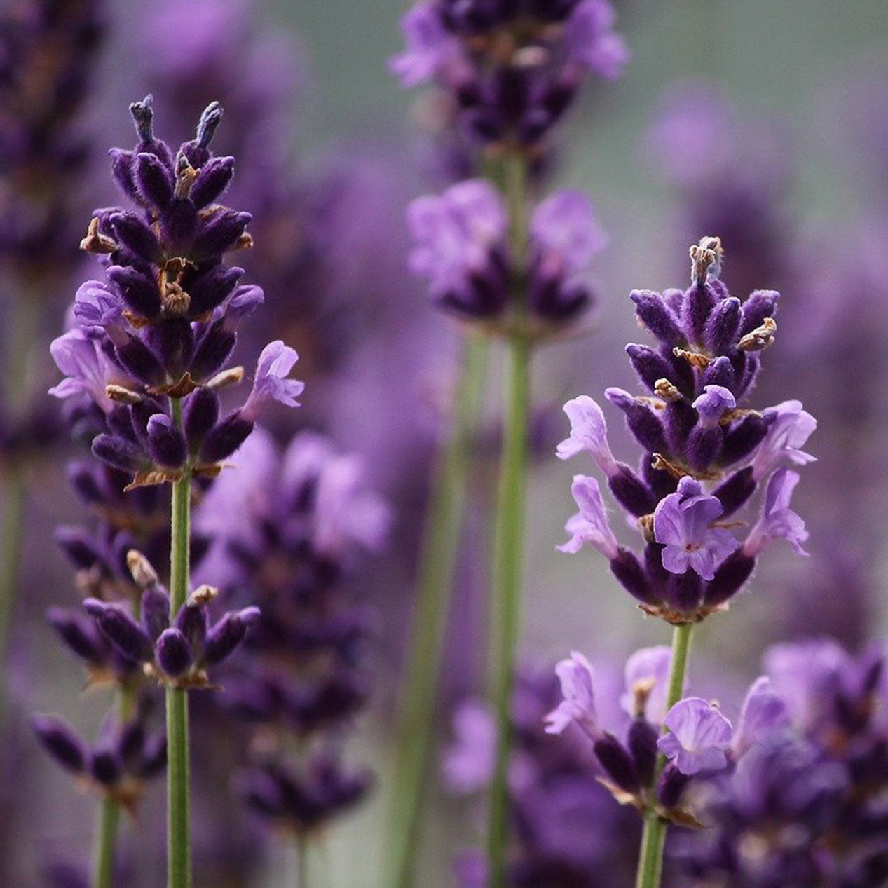 8 Healthy Ways to Use Lavender Oil