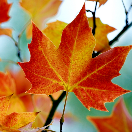 Fall Essential Oil Blends