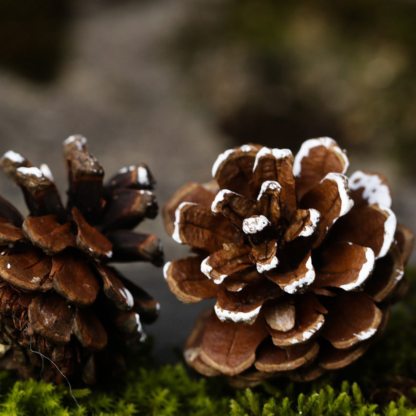 Cinnamon Scented Pinecones