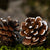 Cinnamon Scented Pinecones
