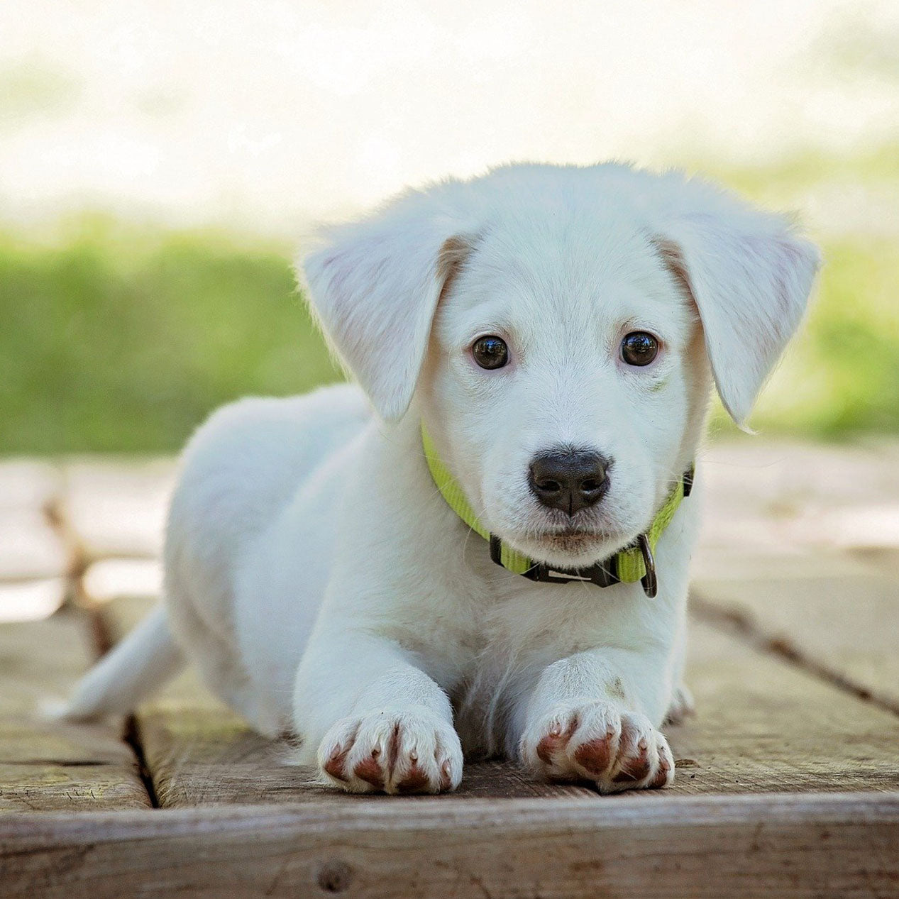 Safe Essential Oils for Dogs