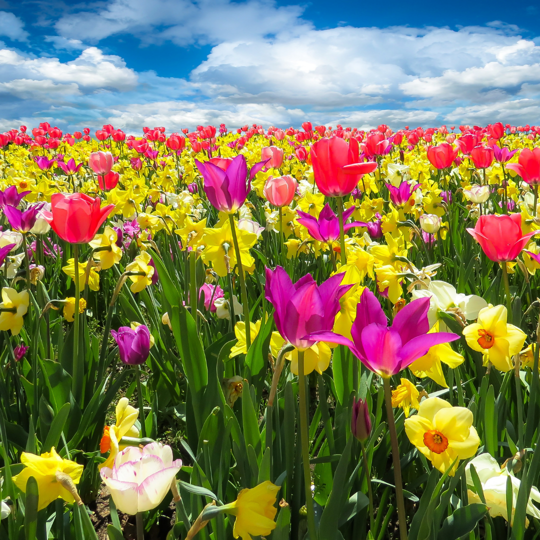 Spring Diffuser Blends