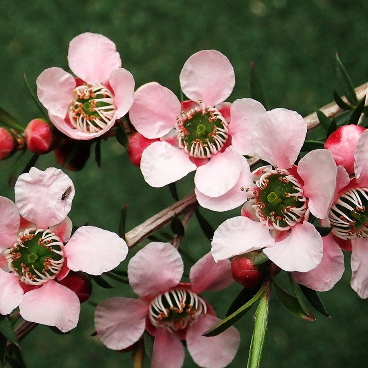 10 Benefits of Tea Tree Oil