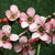 10 Benefits of Tea Tree Oil
